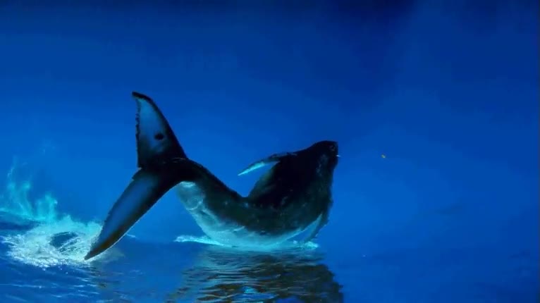 ballena,voladora,flotar