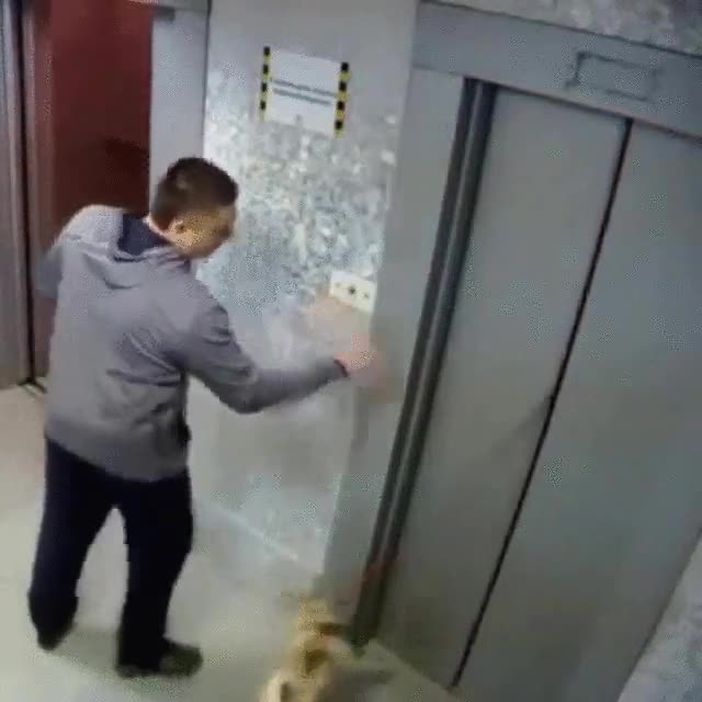 reacci&oacute;n,r&aacute;pida,hombre,ascensor,perro,evitar,tragedia
