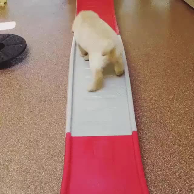 control,alcoholemia,perros,infalible