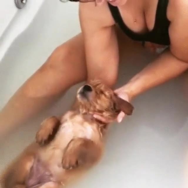 llevar,perro,spa,relax,agua