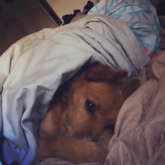 despertar,resaca,domingo,perro