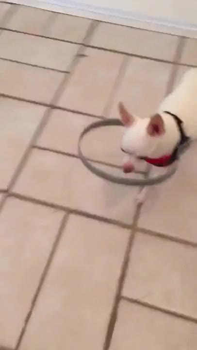 invento,perro,invidente,miedo,chocar