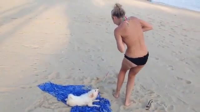 detalles,playa,perro,mejor amigo,hombre