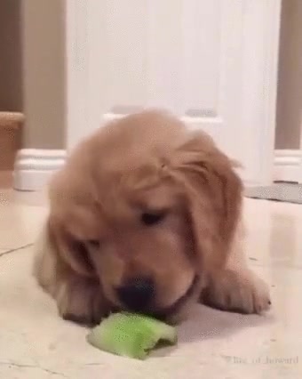 estar,dieta,solo,lechuga,comer,perro