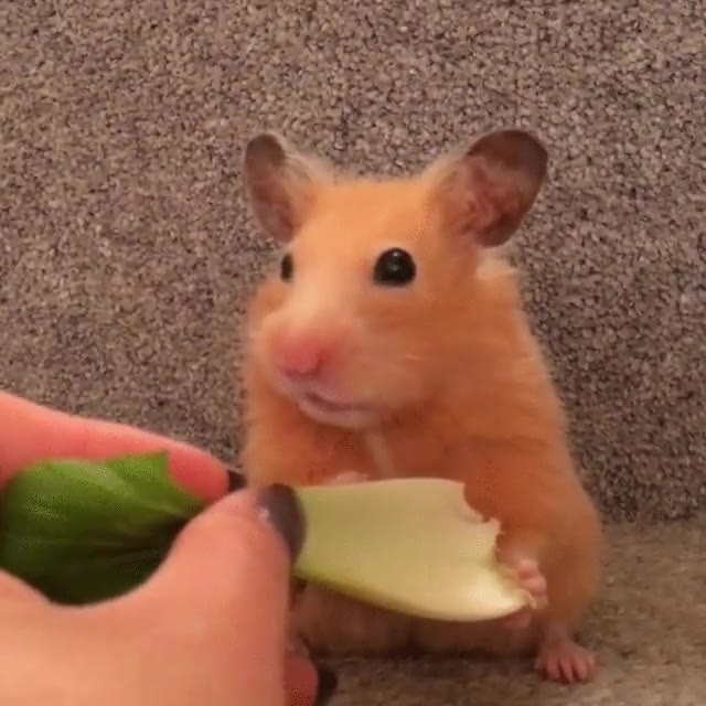 hasmter,comida,demasiado,momento