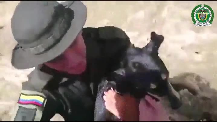 agente,ley,salvar,perro,ahogado