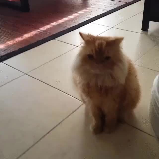 llegar,casa,gatos,actuar,forma,extraña