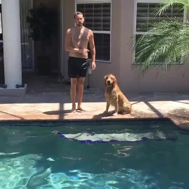 perro,salto,piscina,espera,donde estás