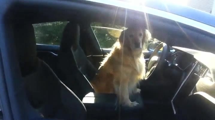 cari&ntilde;o,sube,compras,coche,perro