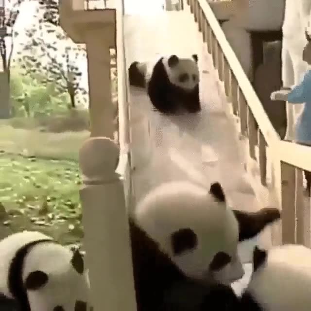 pocas cosas,divertidas,grupo,pandas,jugando