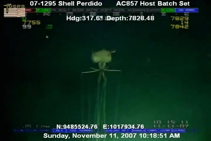 fondo,mar,criaturas,miedo,mal rollo