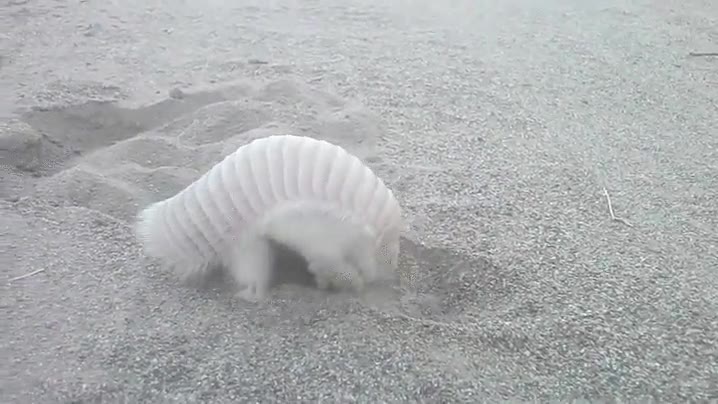 pok&eacute;mon,existe,vida real,inicial