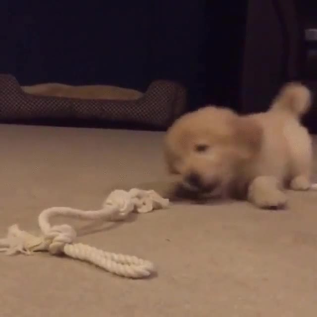 cuerda,peor,enemigo,perro