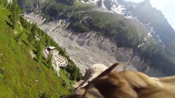 hobbits,viajar,lomos,aguila