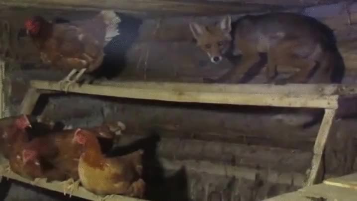 mover,ni un pelo,nadie,dar cuenta,gallinas,zorro