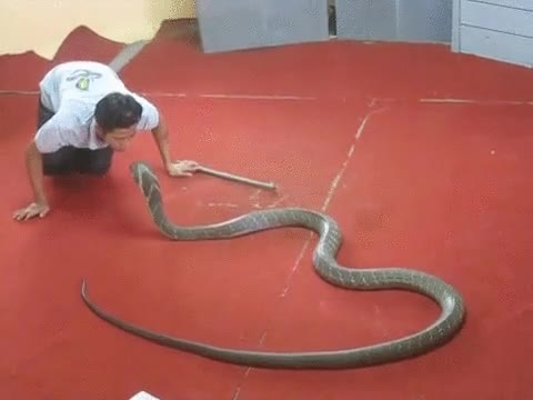 encantador,cobras,ninguna,resistir,beso