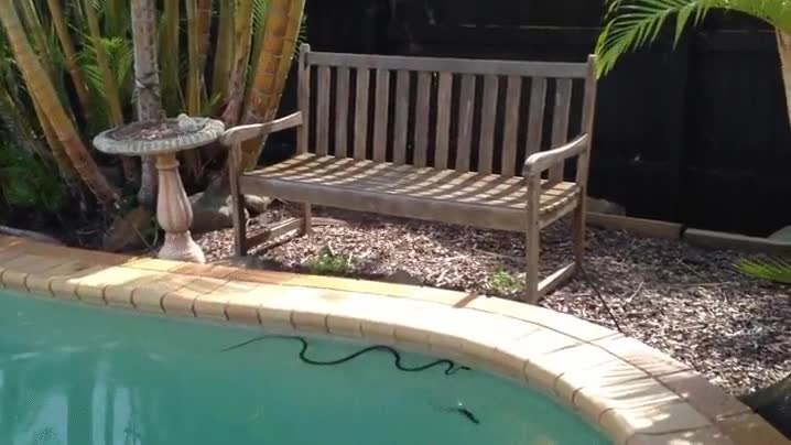 quitar,ganas,construir,piscina,jard&iacute;n,casa,bichos