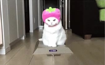 Tu cara cuando tu madre te obligaba a llevar ropa que no te gustaba madre,obligar,llevar,ropa,cara,gato