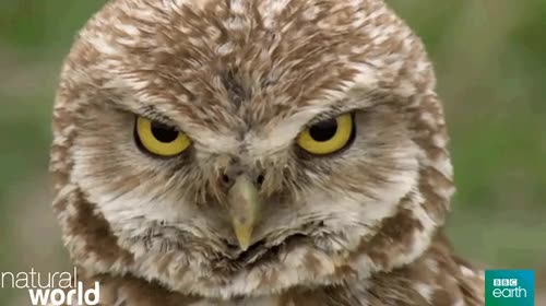 hablar,mal,espaldas,buho,girar,cara