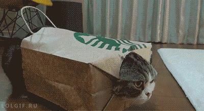 llegar,casa,cansado,trabajo,bolsa,gato