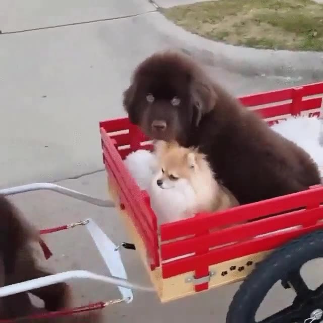 perro,llevar,hijos,remolque,paseo