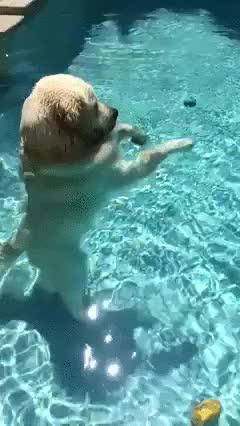 perro,prefiere,andar,piscina,suelo