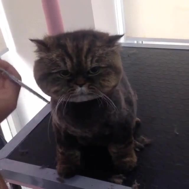 unica,forma,recotar,pelo,gato,mirada