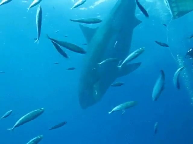 jaula,suficiente,oontener,ataque,tibur&oacute;n