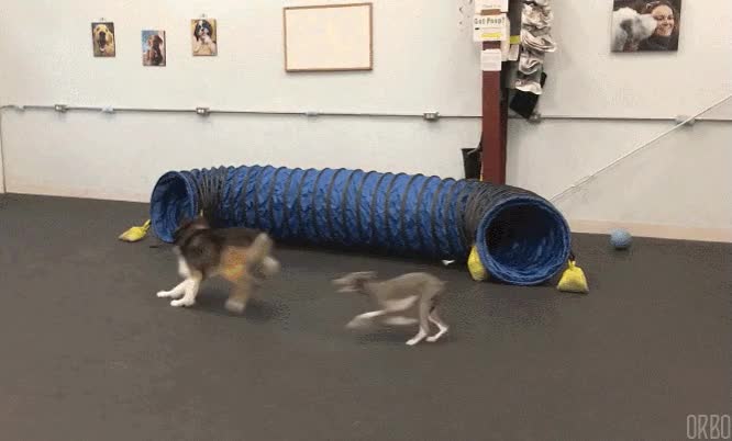 perro,perseguir,loop