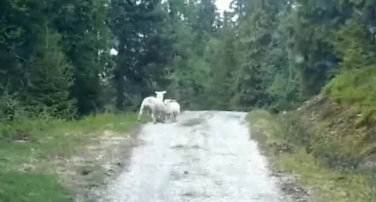 Enlace a El cuento de las ovejas y el lobo ha cambiado mucho...