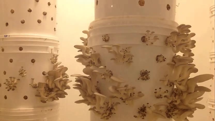 cultivar,setas,verdad,mal rollo