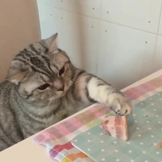 tocar,poco,gato,comida