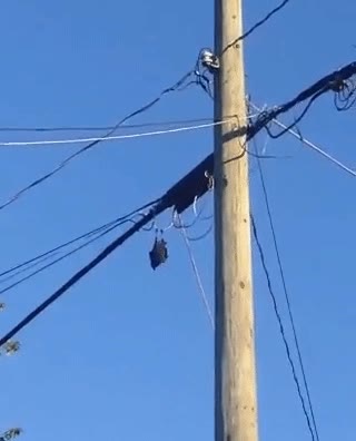 cuervo,demasiadas,pel&iacute;culas,batman