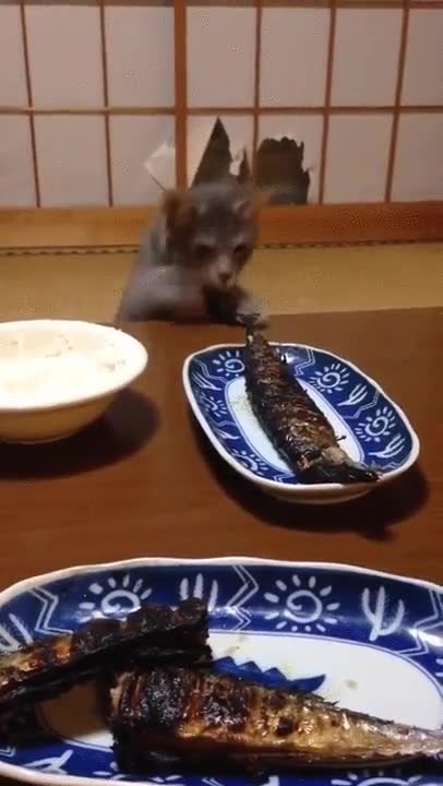 último,intento,desesperado,adorable