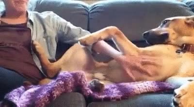 perro,pedir,poco sutil,mano,boca,rascar