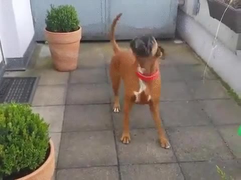 morder,chorro,agua,perro,boxer