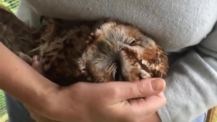 búho,no,sesión,mimos