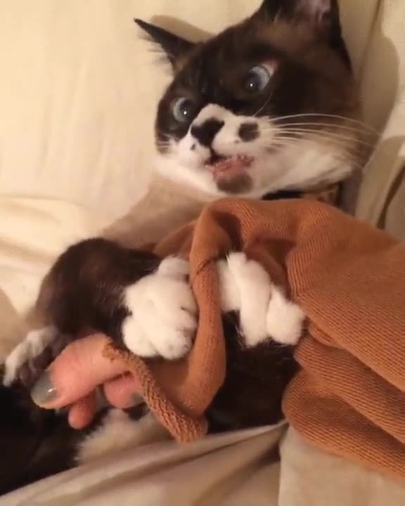 gato,so&ntilde;ar,dar,todo,sue&ntilde;o