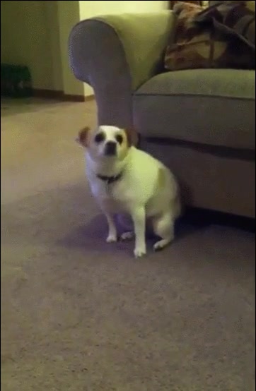 dicen,perros,imitar,due&ntilde;o