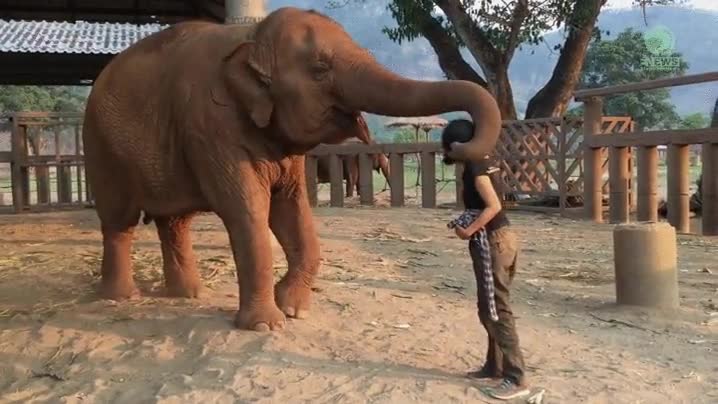 elefantes,saber,acabar,discusi&oacute;n,mejor,maneras