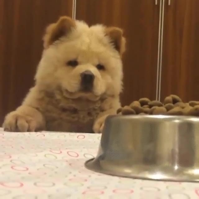 humano,perro,plato,comida,mesa