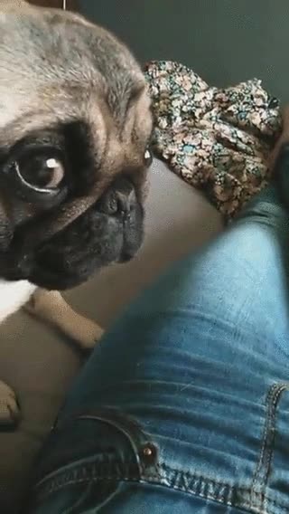 perro,mirada,tensión