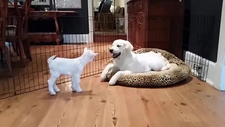 genial,reacci&oacute;n,perro,conocer,compa&ntilde;ero,juegos