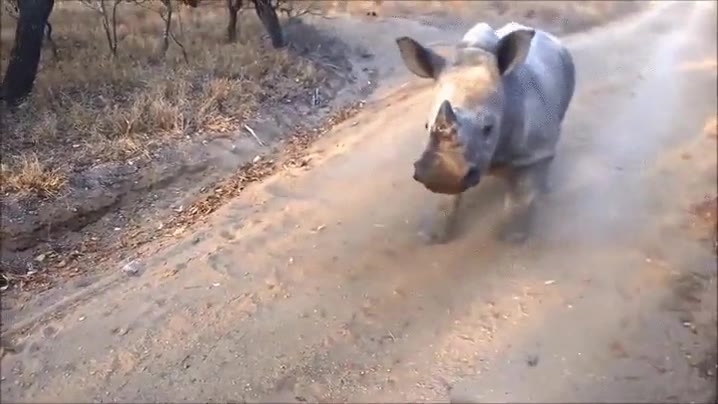 rinoceronte,querer,imitar,ser,cabras