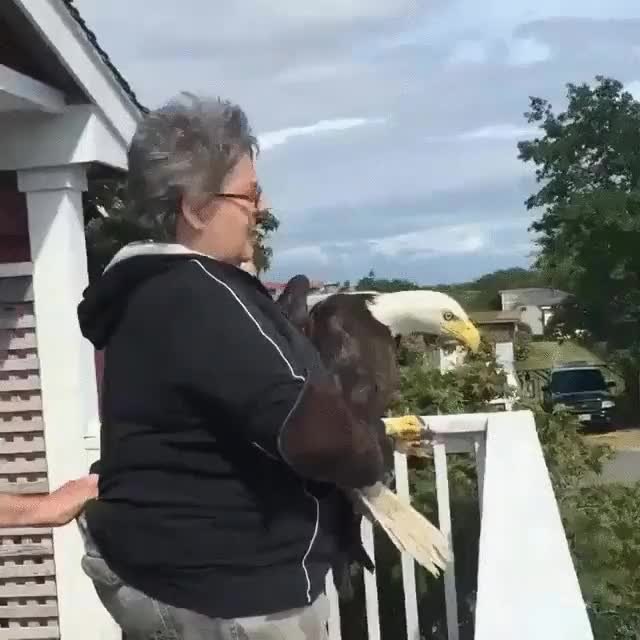 momento,libre,&aacute;guila,peque&ntilde;a