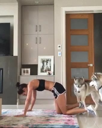 perros,interrumpir,sesi&oacute;n,gimnasia,due&ntilde;a