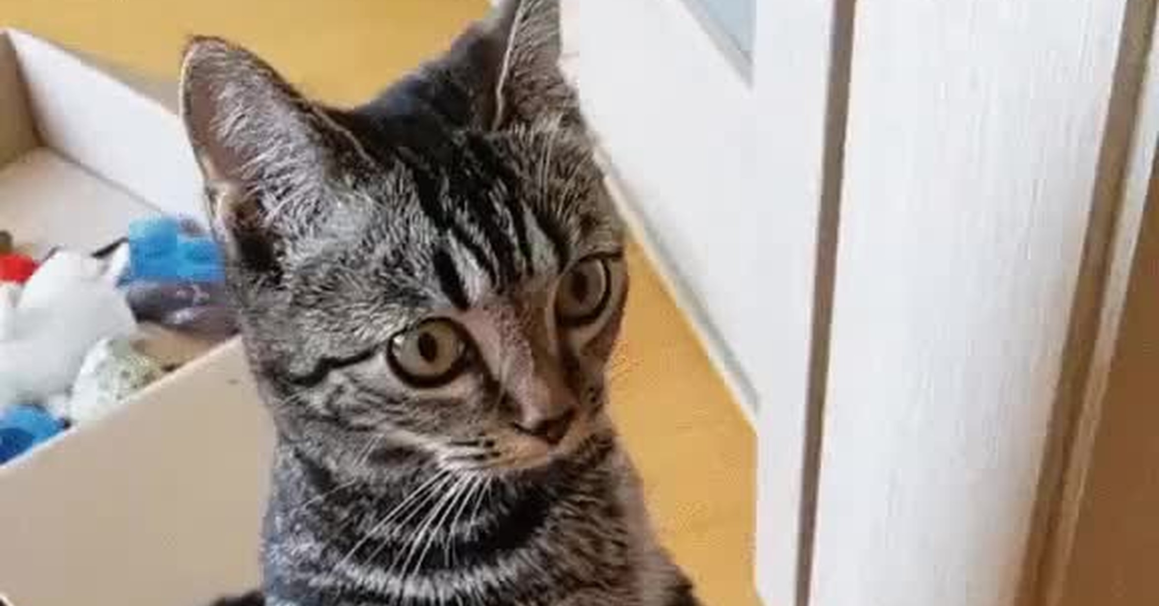 ¡Vaya GIF! / Gato confundido con la tecnología