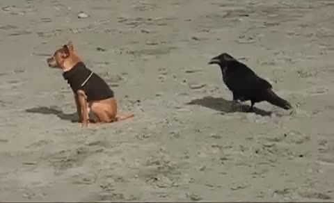 cuervo,troll,morder,perro,trasero