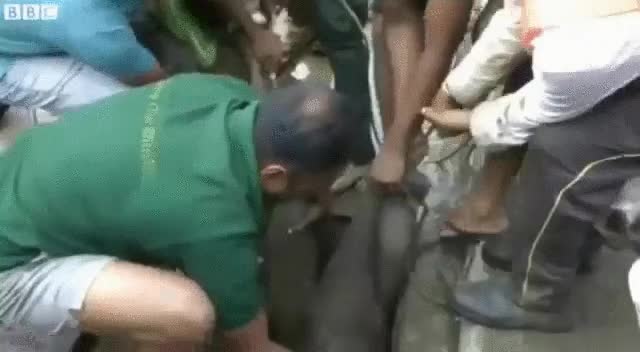 beb&eacute;,elefante,rescatar,fe,humanidad,restaurada