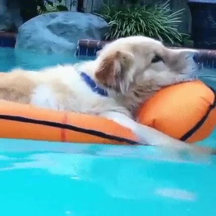 perro,representa,ganas,llegar,verano,piscina